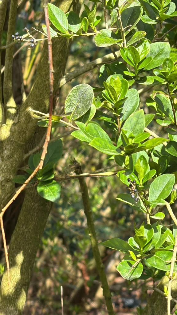 Ligustrum Ovalifolium