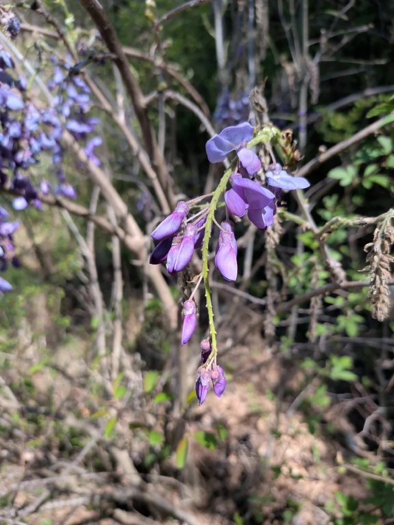 Wisteria Sinensis