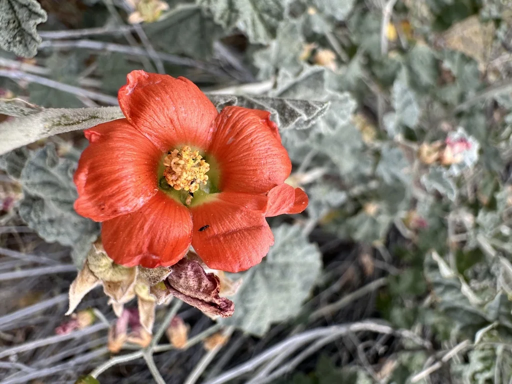 Sphaeralcea Ambigua