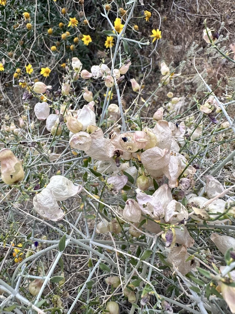 Scutellaria Mexicana