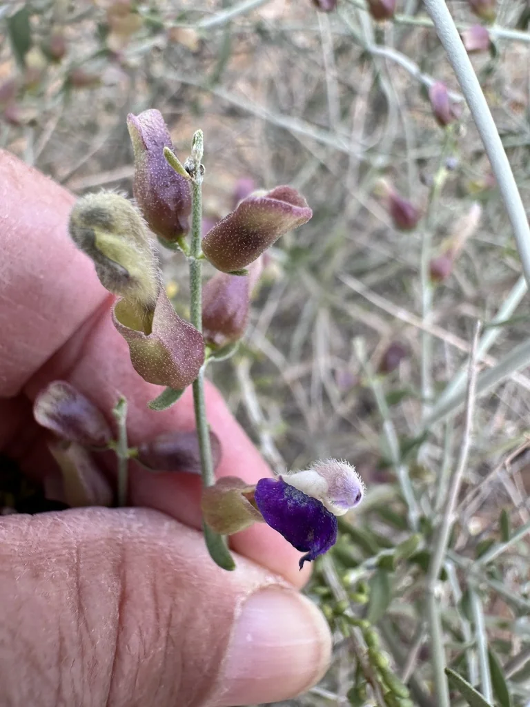 Scutellaria Mexicana