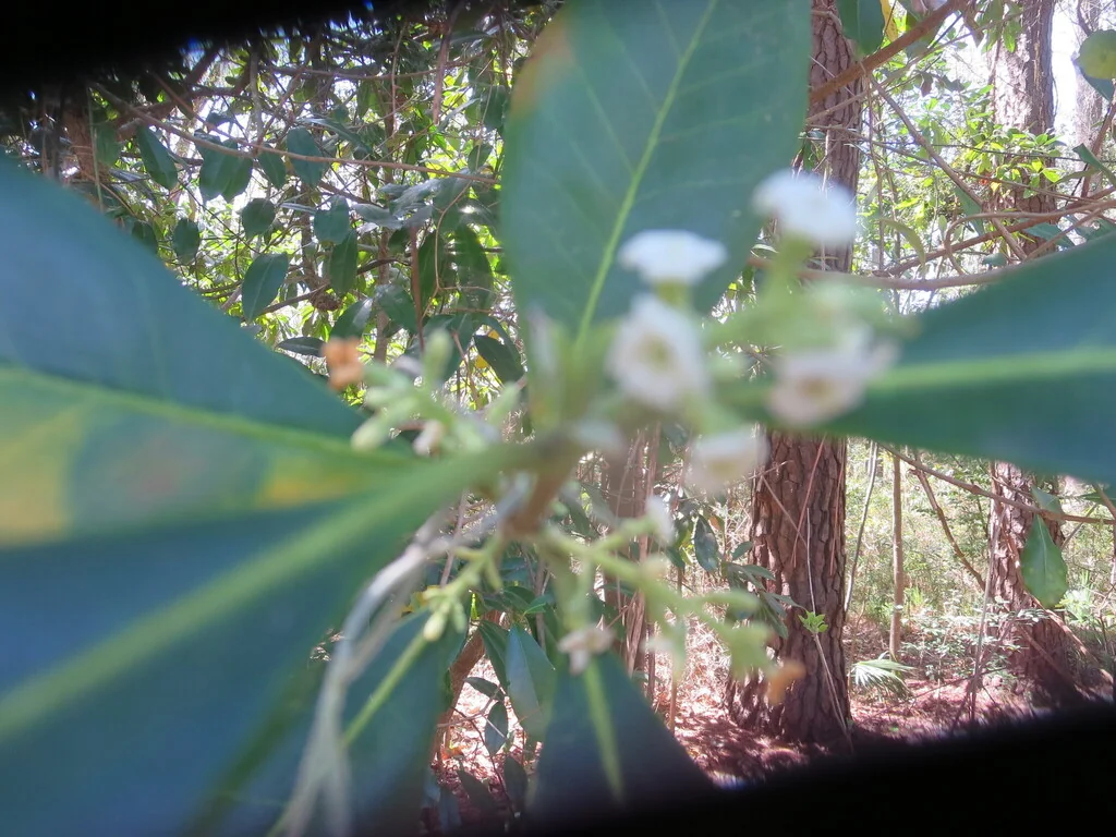 Osmanthus Americanus