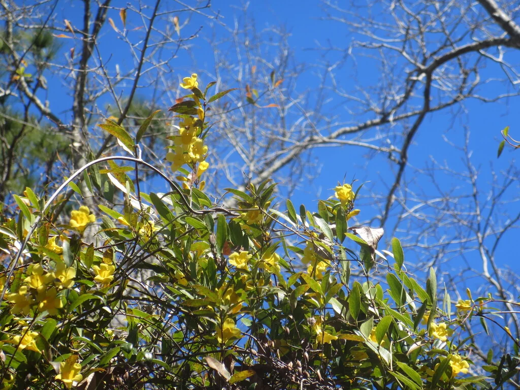 Gelsemium Sempervirens