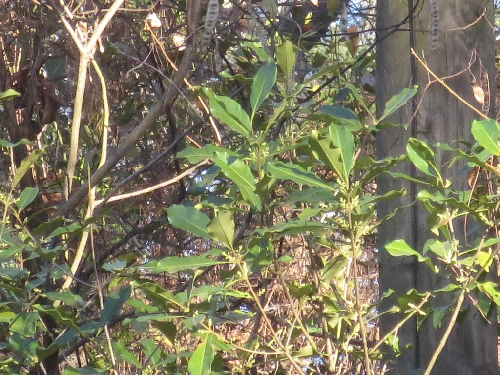 Osmanthus Americanus