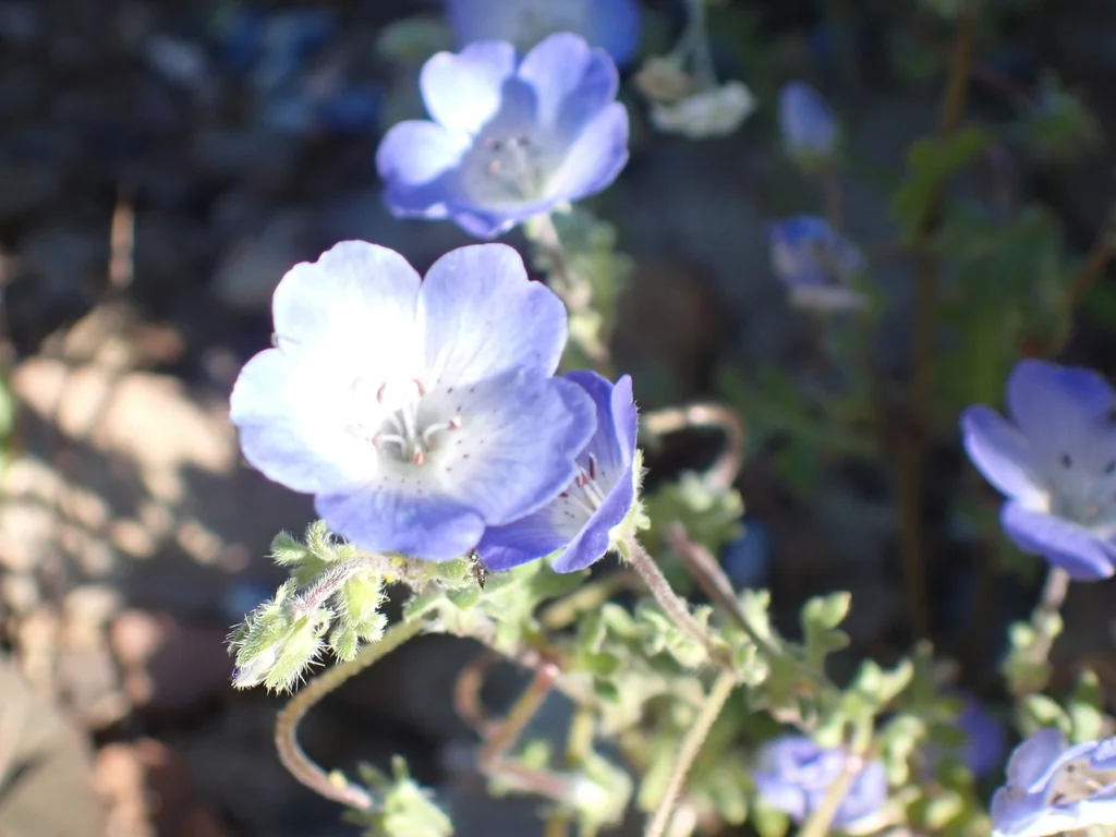 Nemophila Menziesii