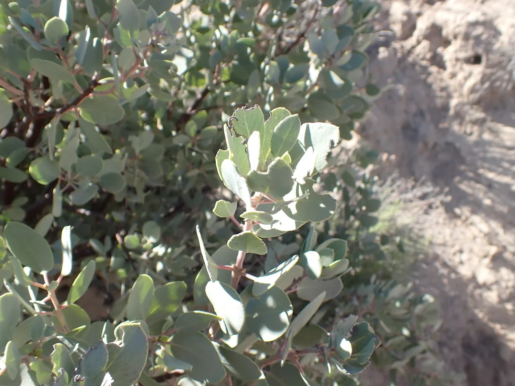 Arctostaphylos Glauca