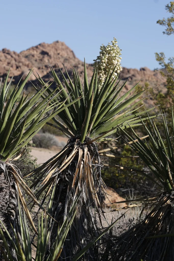 Yucca Schidigera