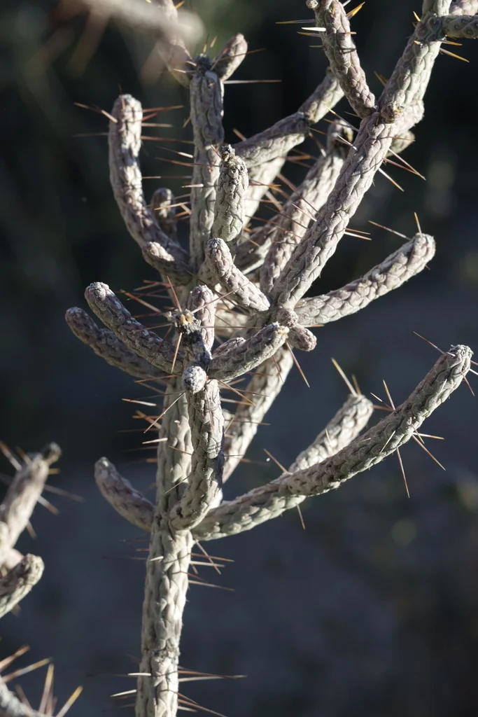 Cylindropuntia Ramosissima
