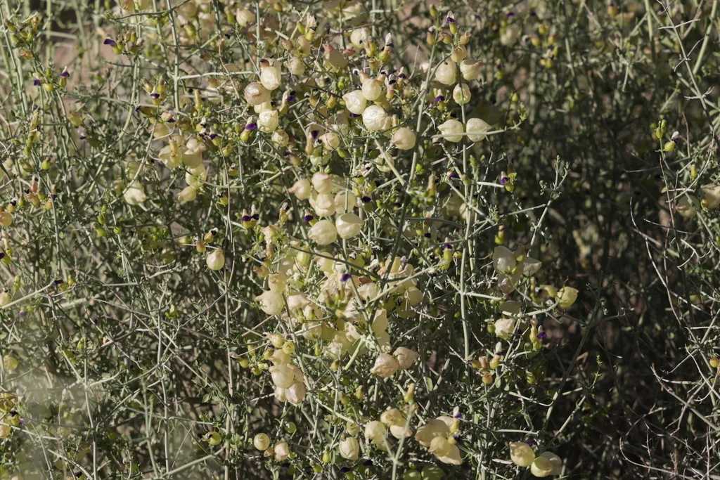 Scutellaria Mexicana