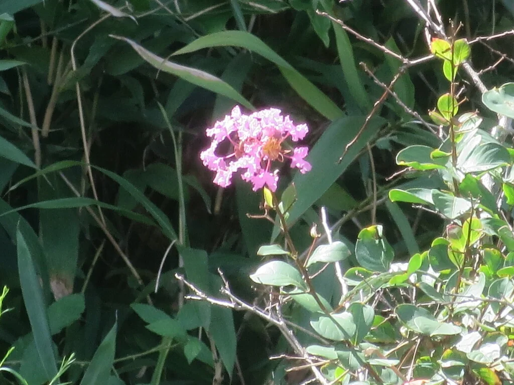 Lagerstroemia indica