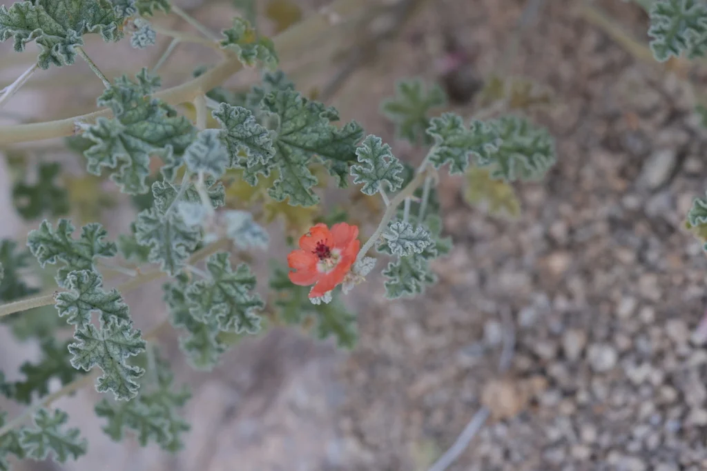 Sphaeralcea Ambigua