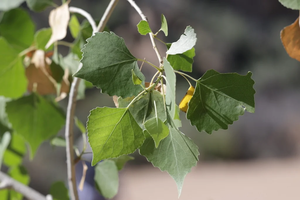 Populus Fremontii