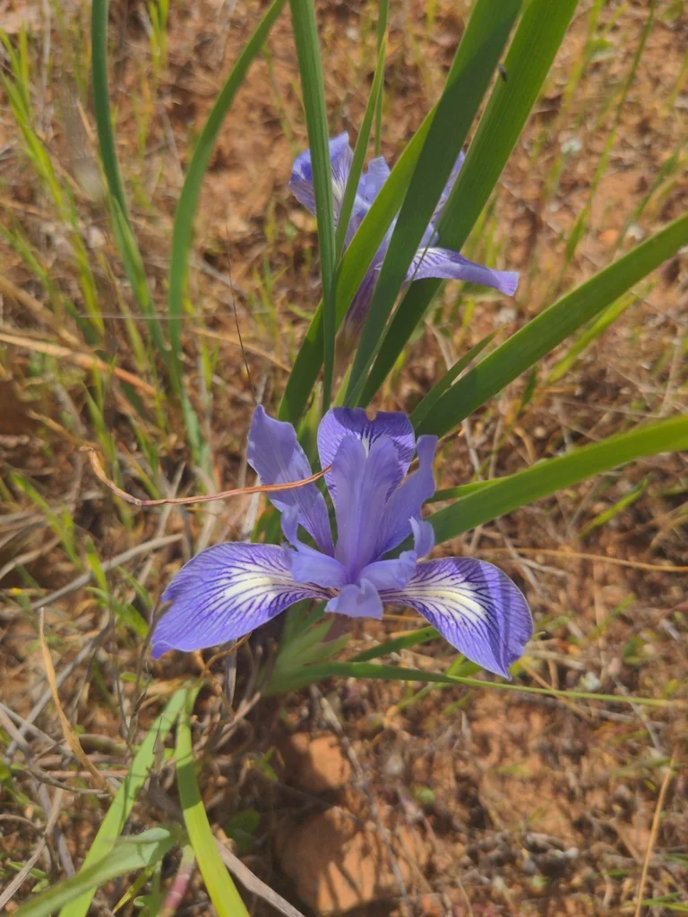 Iris Macrosiphon