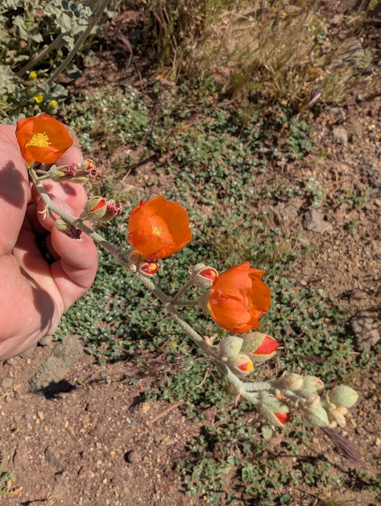 Sphaeralcea Ambigua