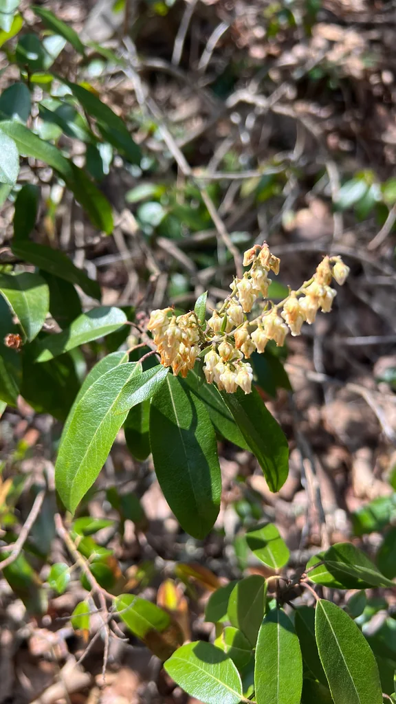 Pieris Floribunda