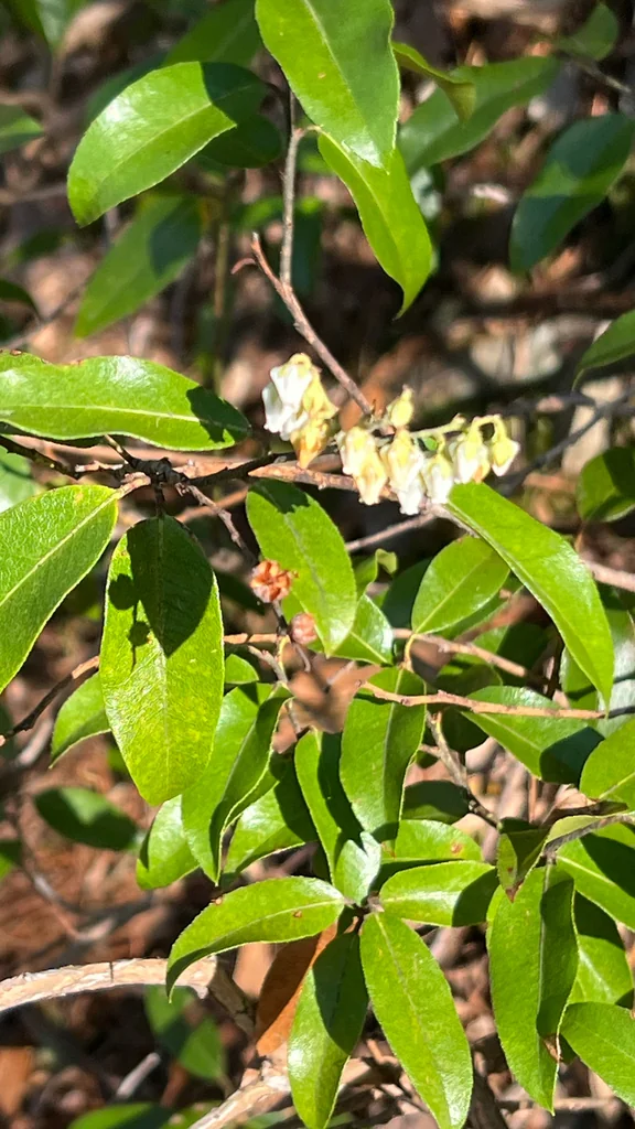 Pieris Floribunda
