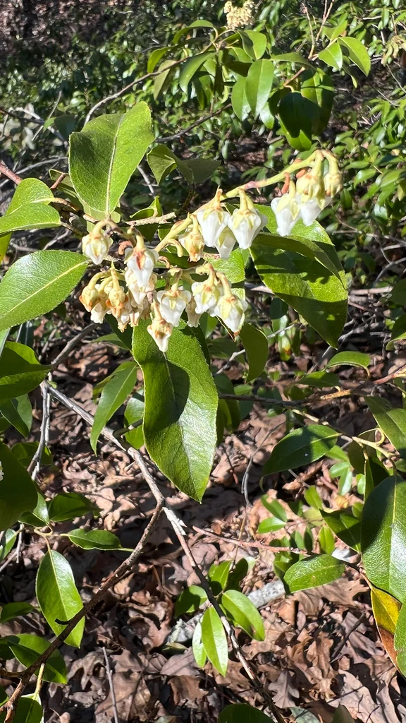 Pieris Floribunda