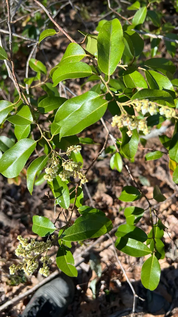 Pieris Floribunda