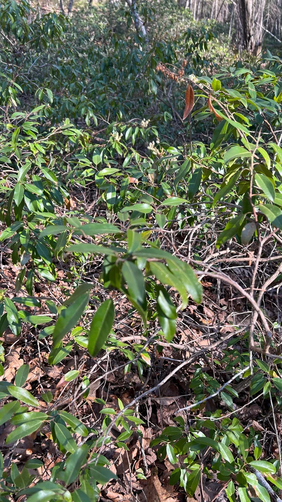 Pieris Floribunda