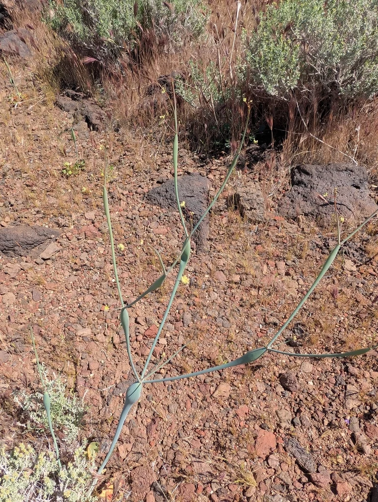 Eriogonum Inflatum