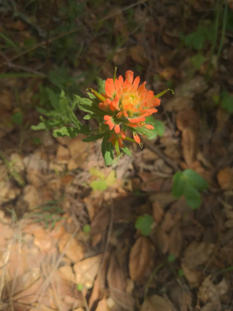 Castilleja Affinis