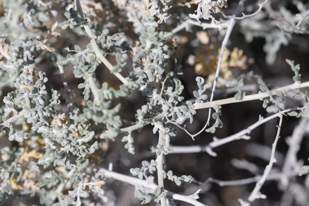 Ambrosia Dumosa