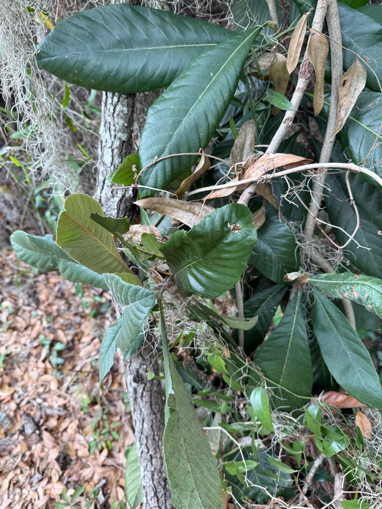 Eriobotrya Japonica