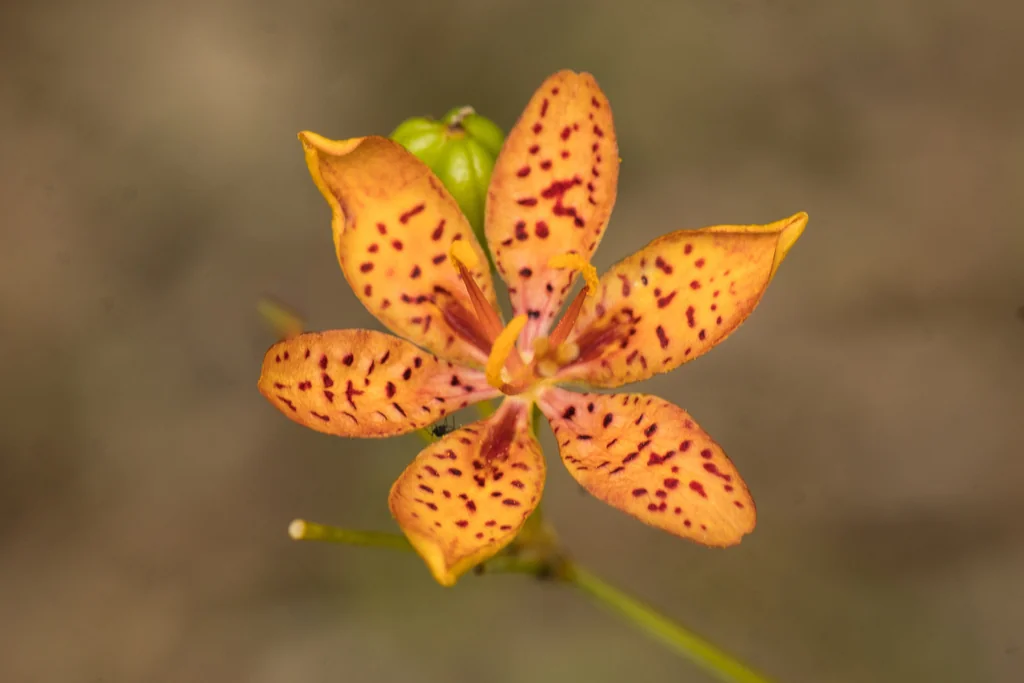 Iris Domestica