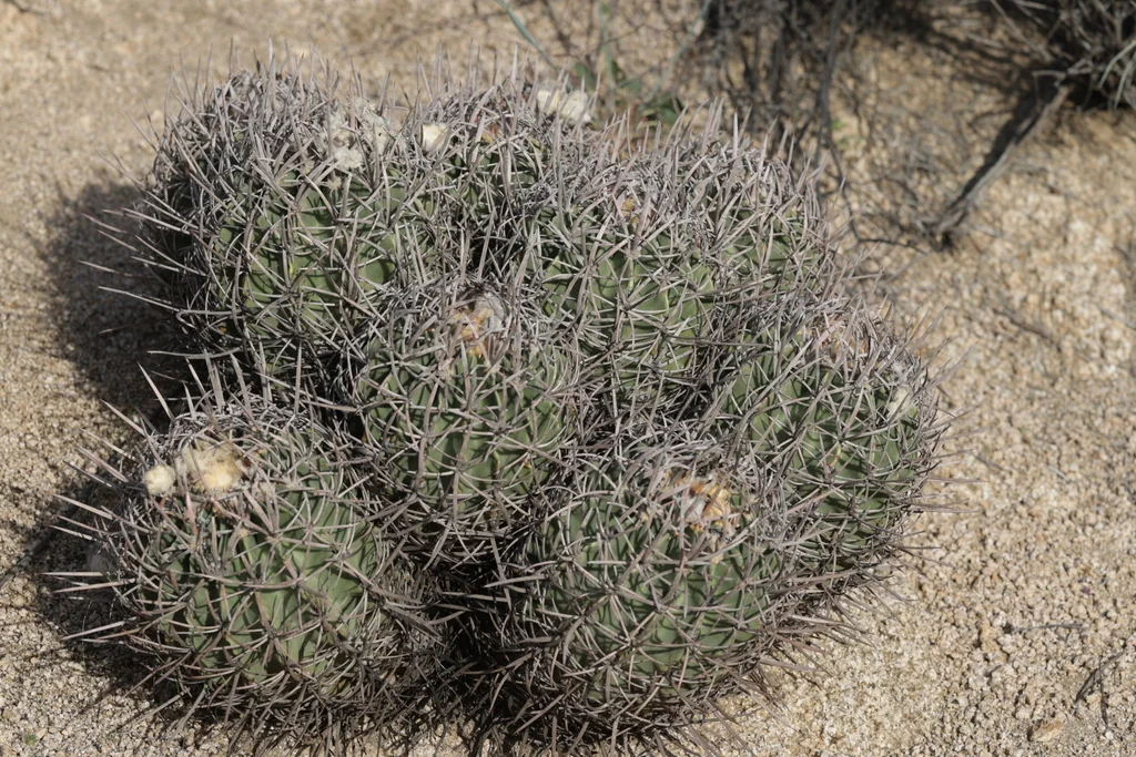 Echinocactus Polycephalus