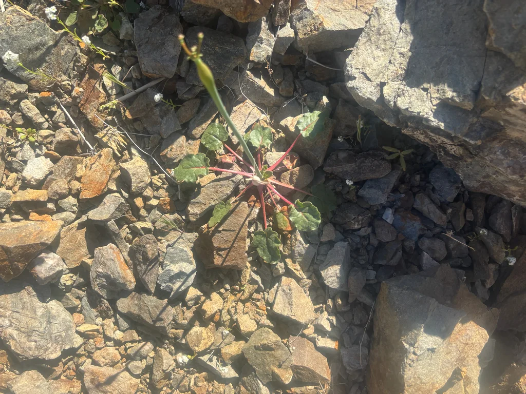 Eriogonum Inflatum