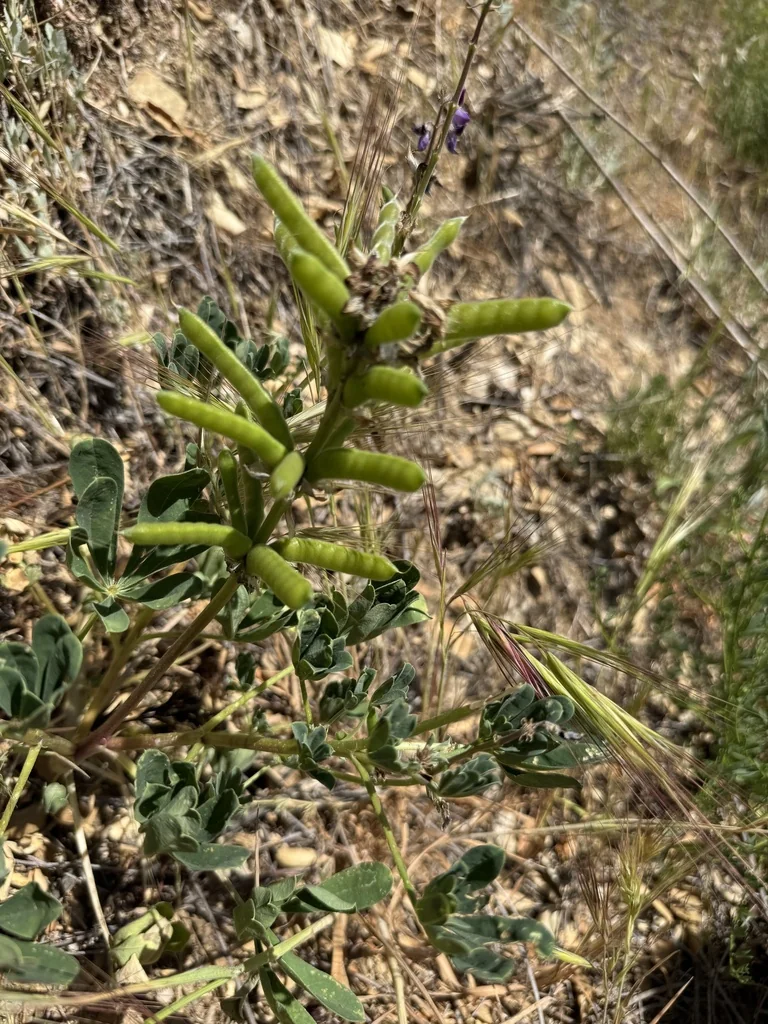 Lupinus Succulentus
