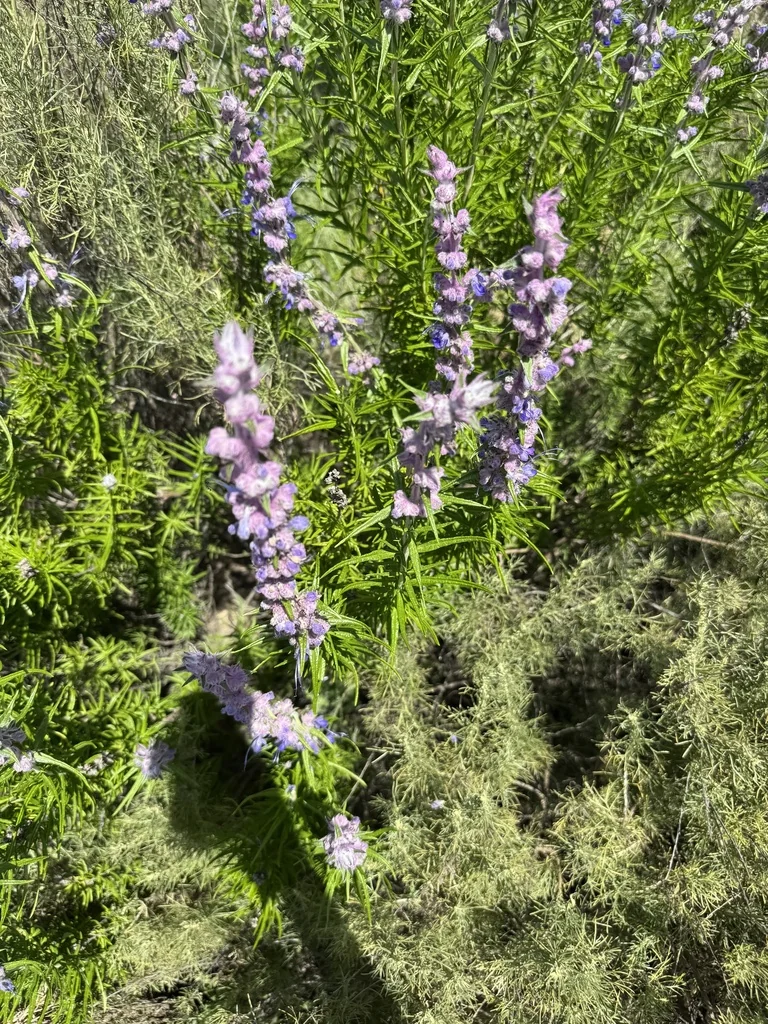 Trichostema Lanatum