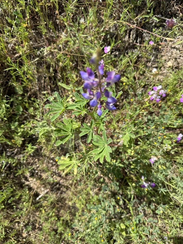 Lupinus Succulentus