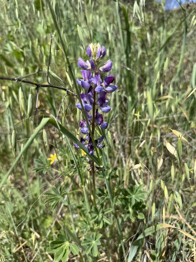 Lupinus Succulentus