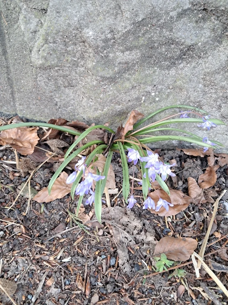 Chionodoxa Forbesii