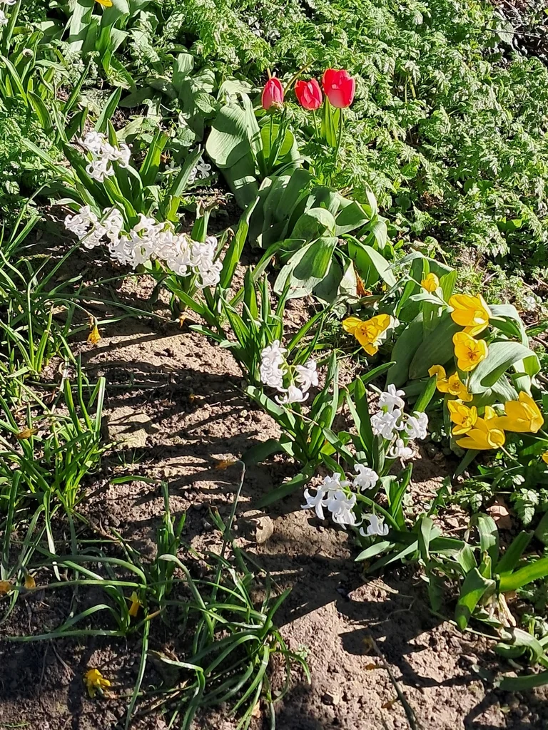 Hyacinthus Orientalis