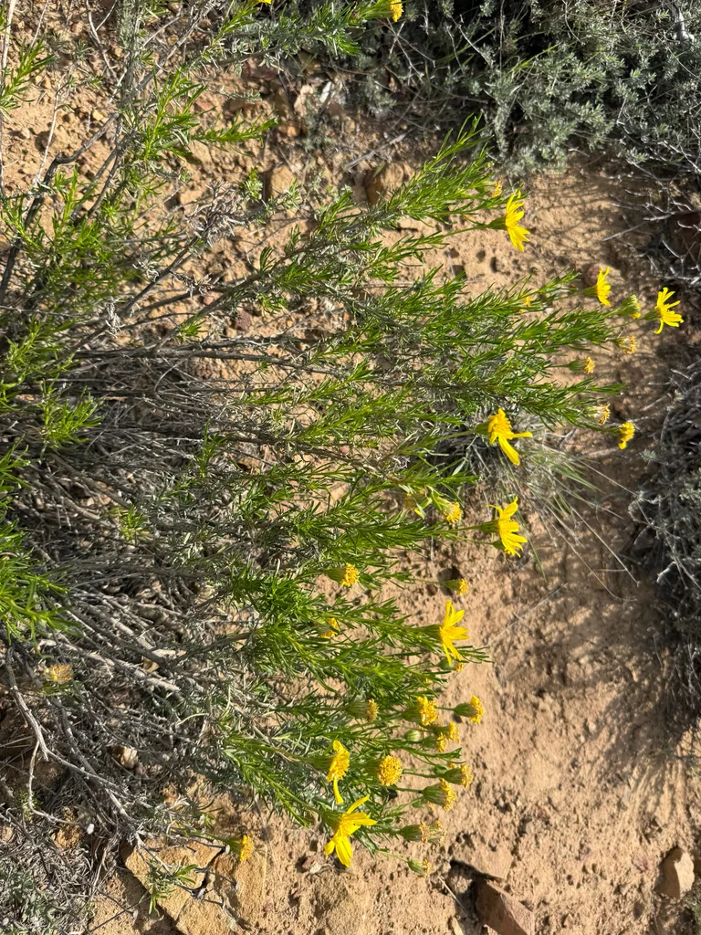 Ericameria Linearifolia