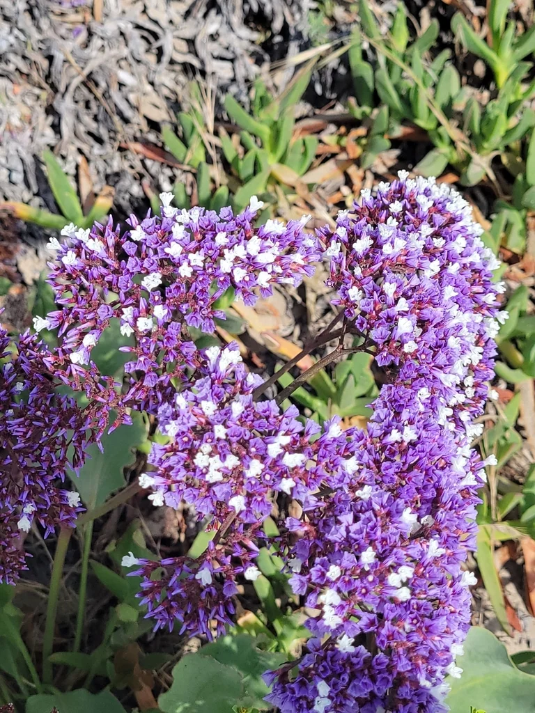 Limonium Perezii