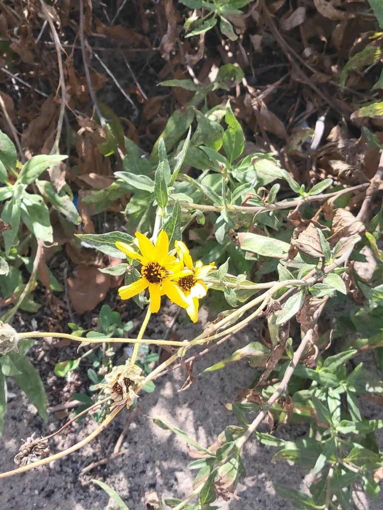 Encelia californica