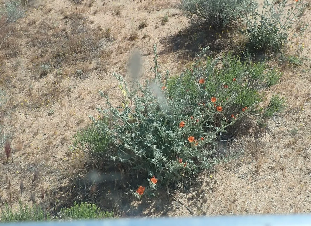 Sphaeralcea Ambigua