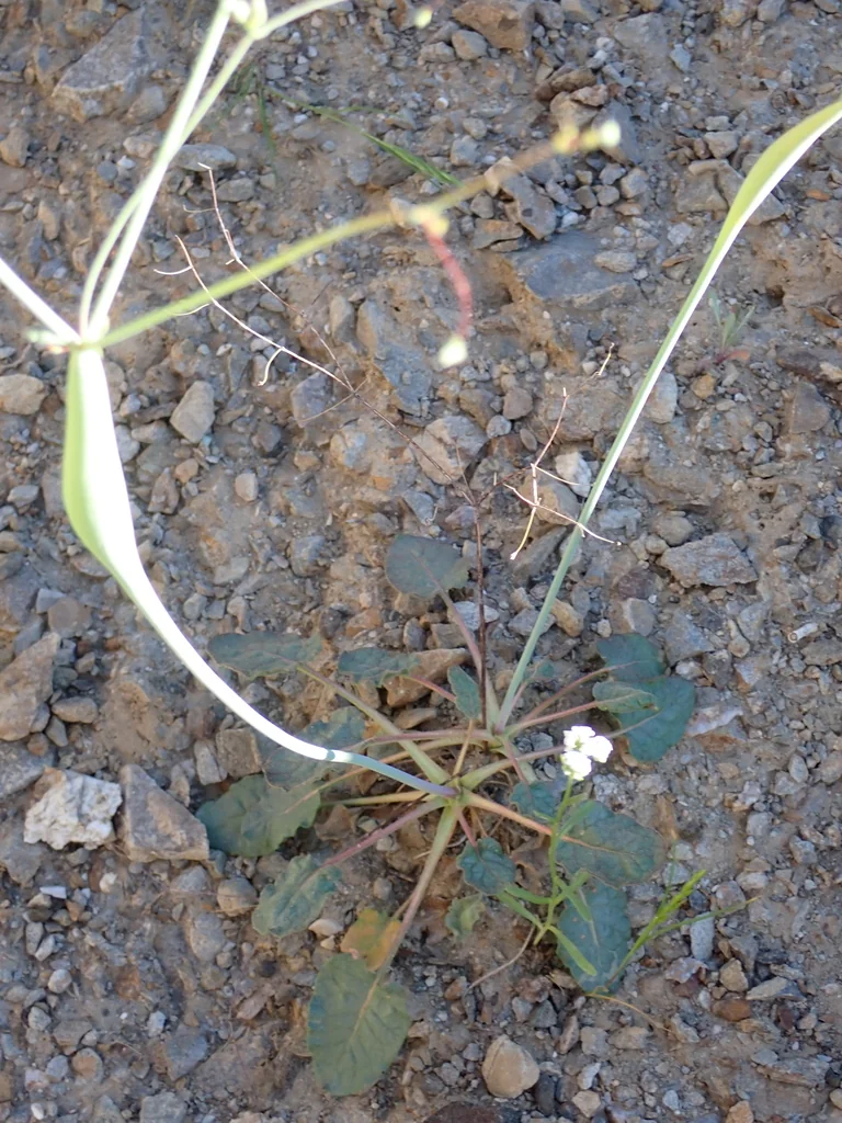 Eriogonum Inflatum