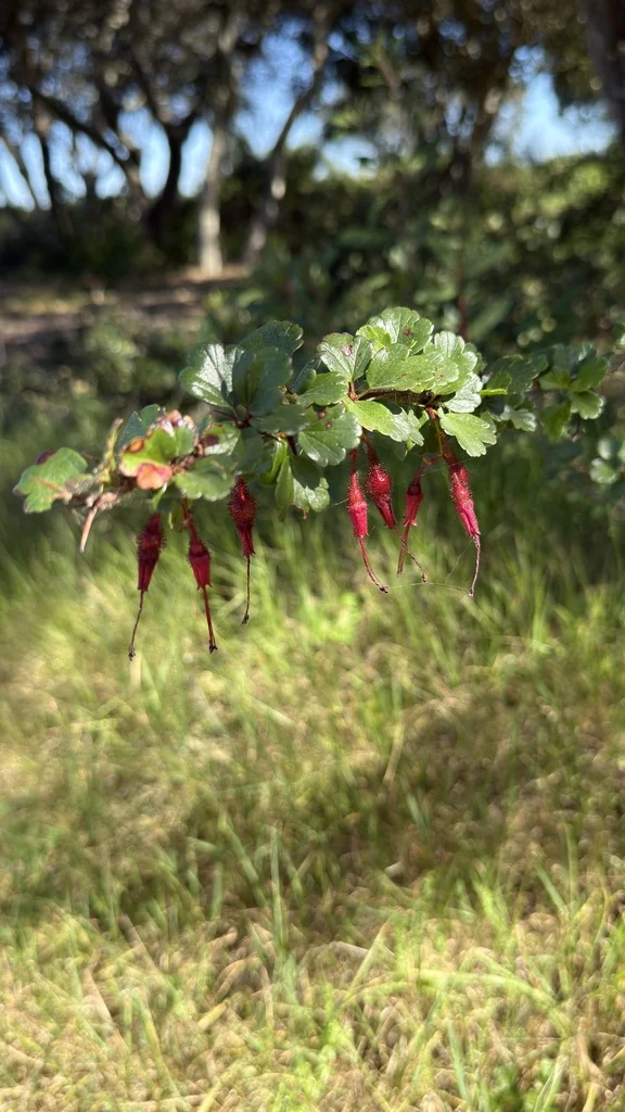 Ribes Speciosum