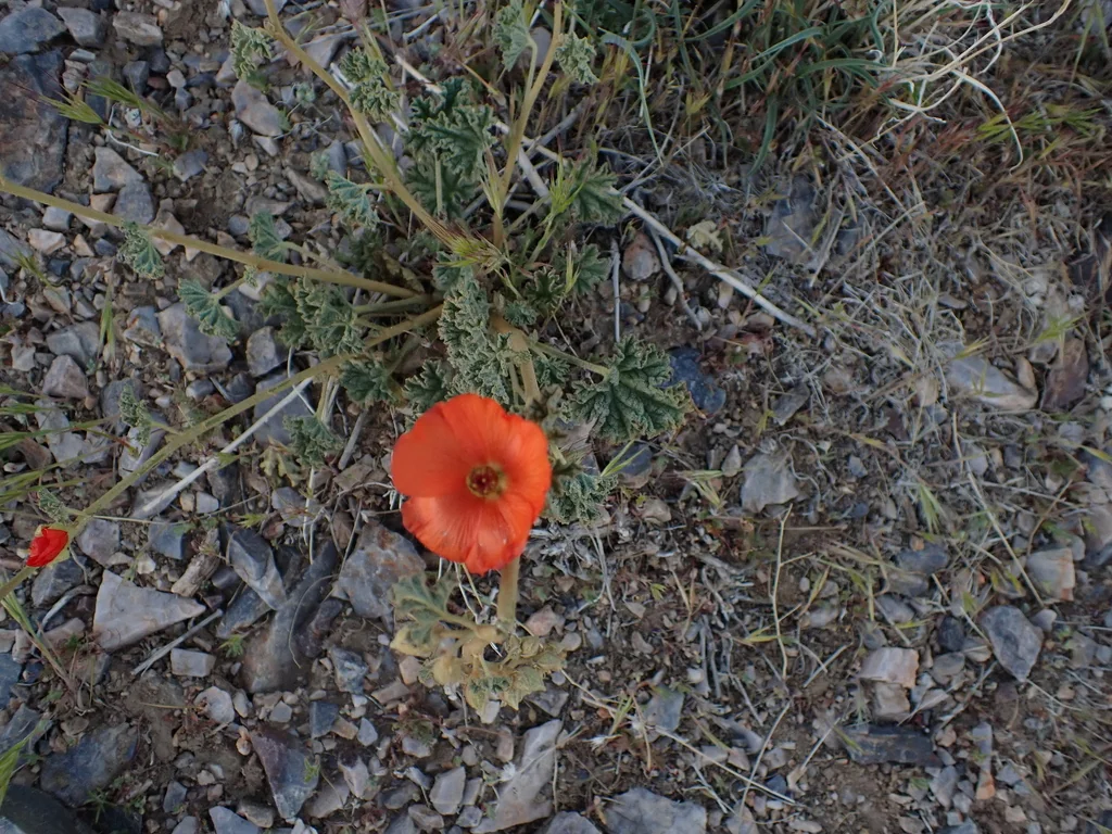 Sphaeralcea Ambigua