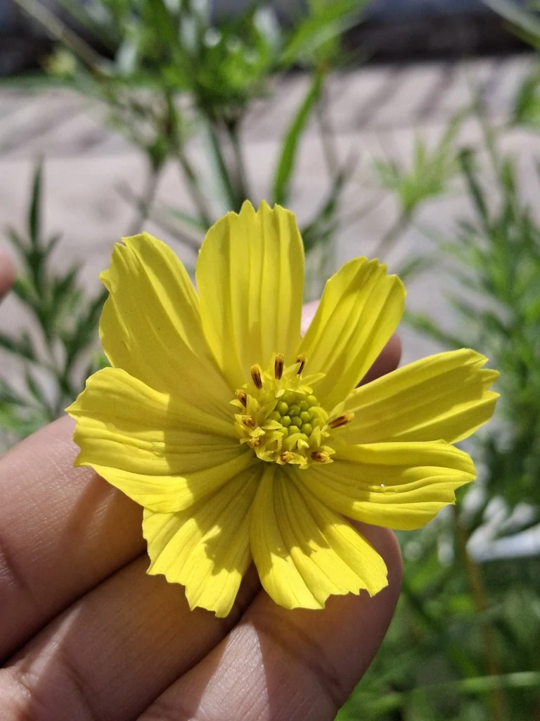 Cosmos Sulphureus