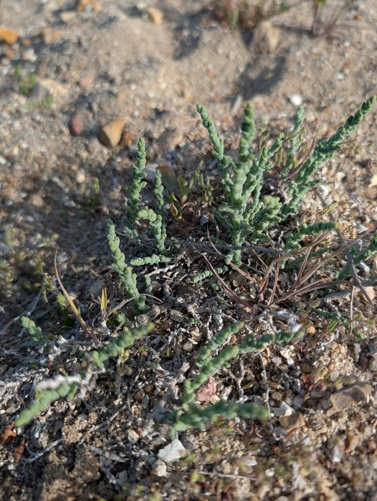 Allenrolfea Occidentalis