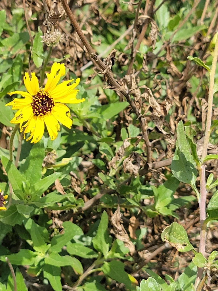 Encelia californica