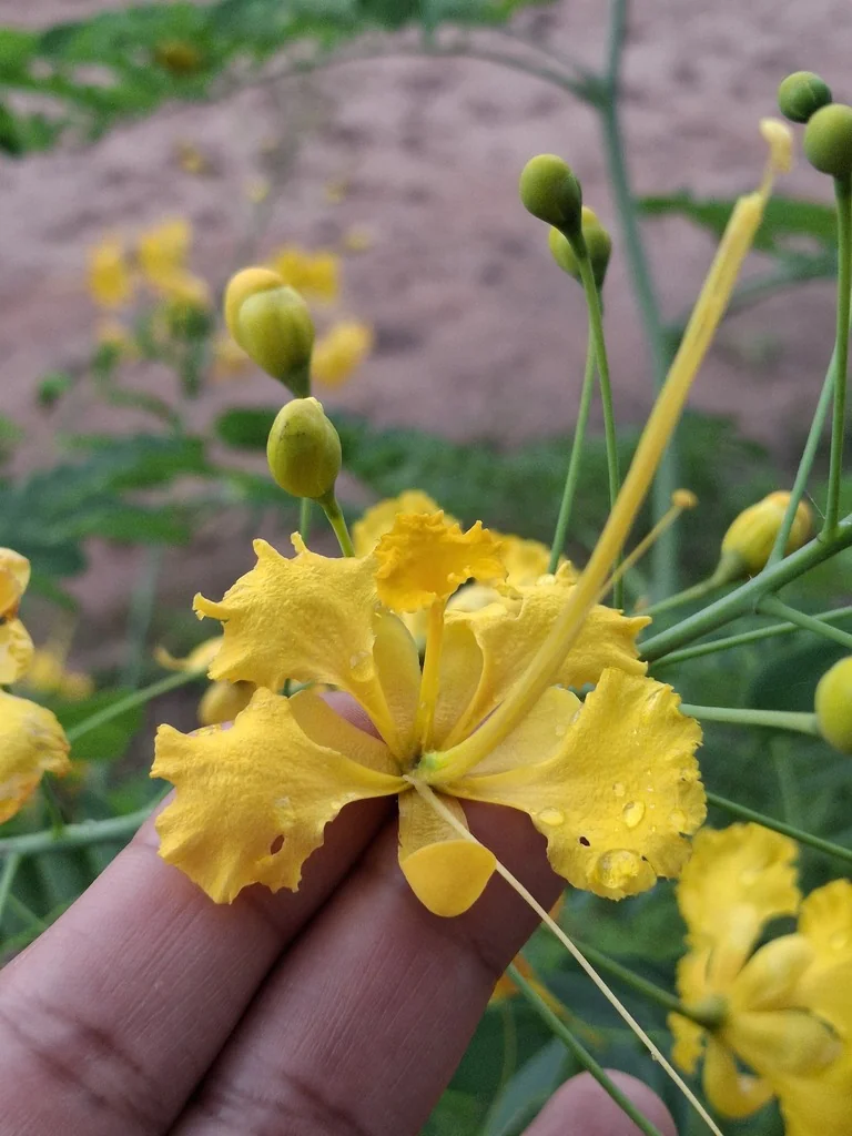 Caesalpinia Pulcherrima