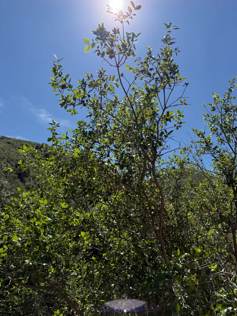 Quercus Wislizenii