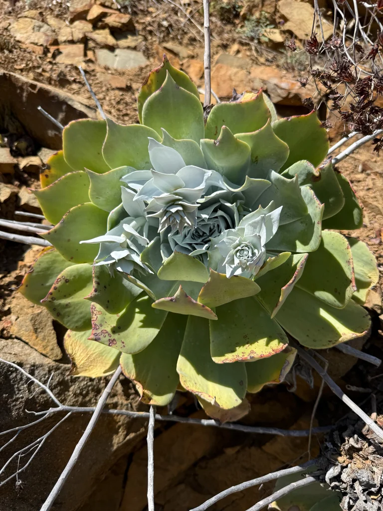 Dudleya Pulverulenta