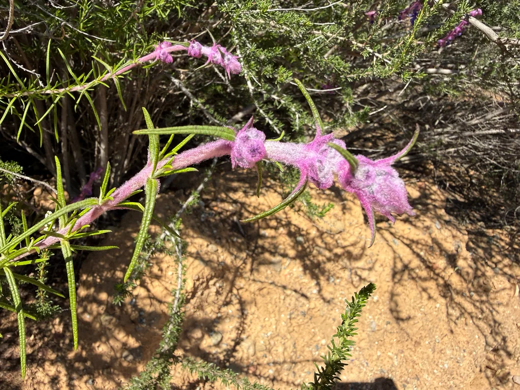 Trichostema Lanatum
